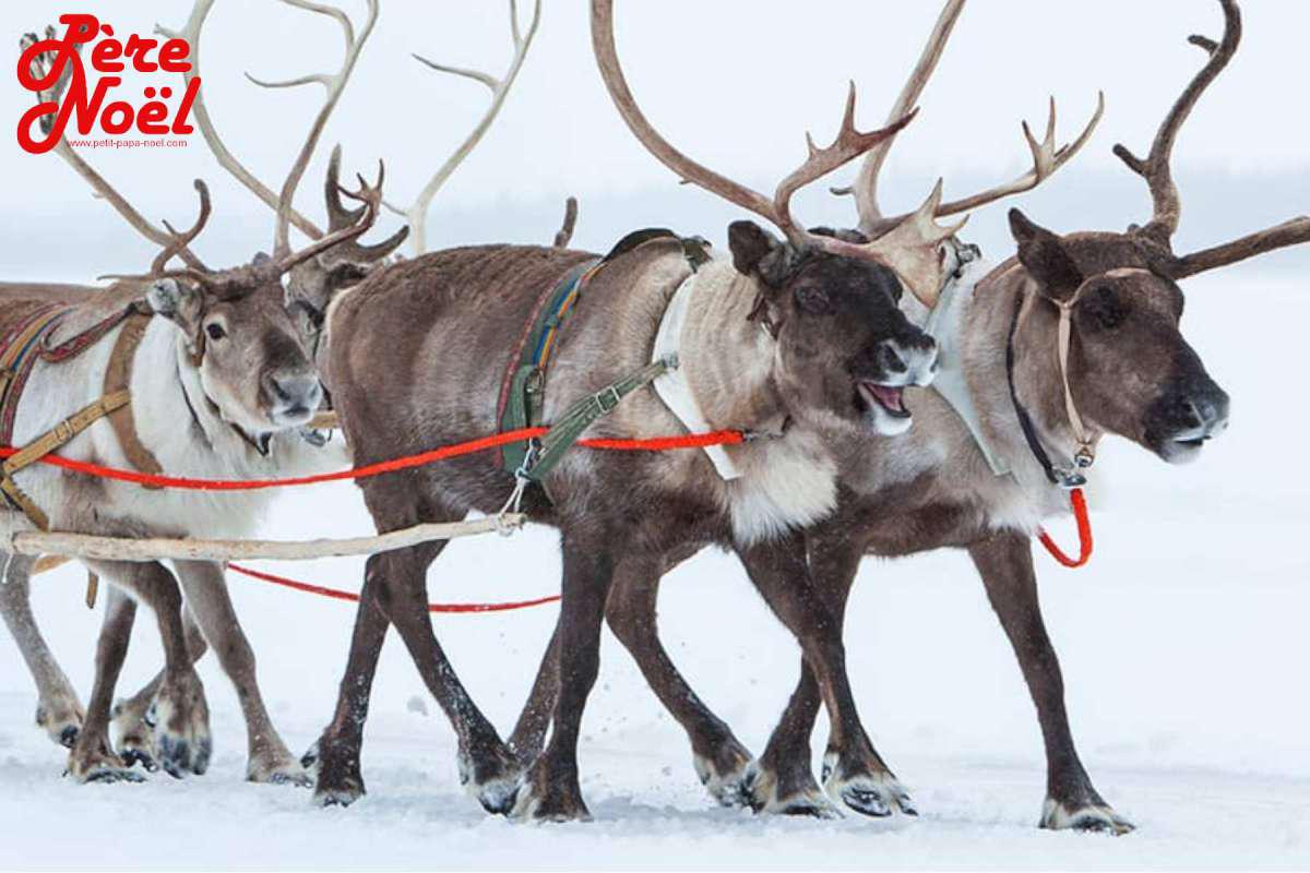 Petit Papa Noël - Album Photos : Les rennes du Père Noël - Rennes